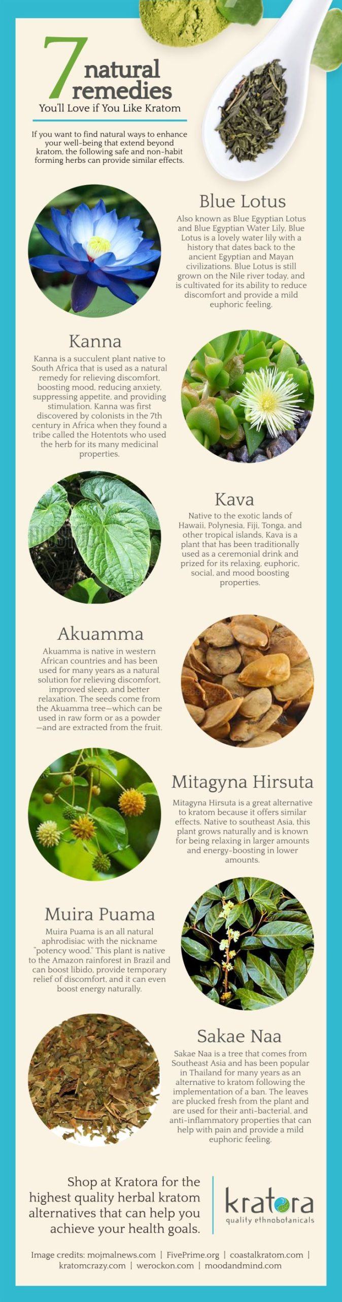 Infographic highlighting the best natural remedies for kratom lovers, including Blue Lotus & Kanna. 