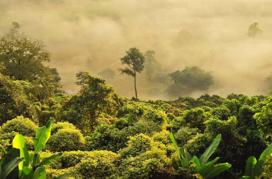 A-rainforest-shrouded-in-mist