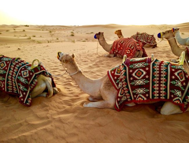 Camels-rest-in-the-sand
