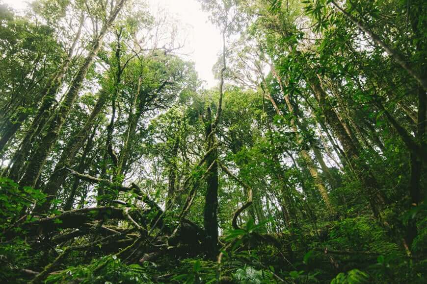 Canopy-view-of-dense-rainforest