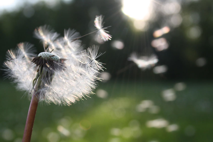 A dandelion flower blows in the wind as an example of a natural remedy for seasonal allergies