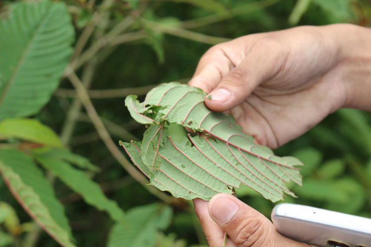 Drying kratom leaf