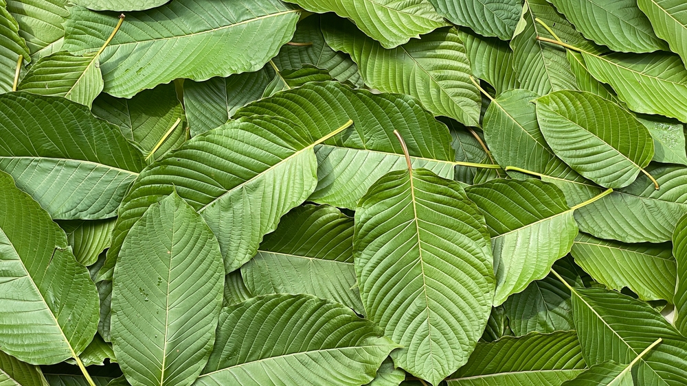 Green kratom leaves