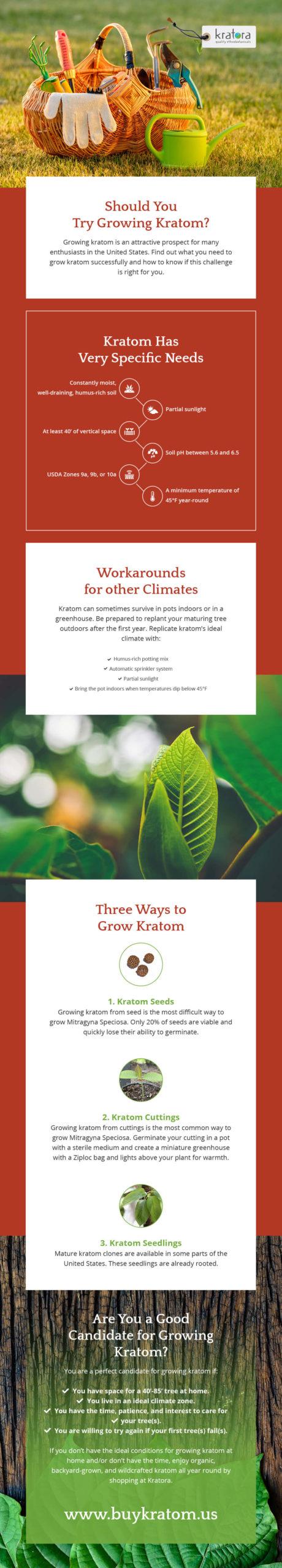 Infographic about how to grow kratom at home and whether or not it's a good idea. 