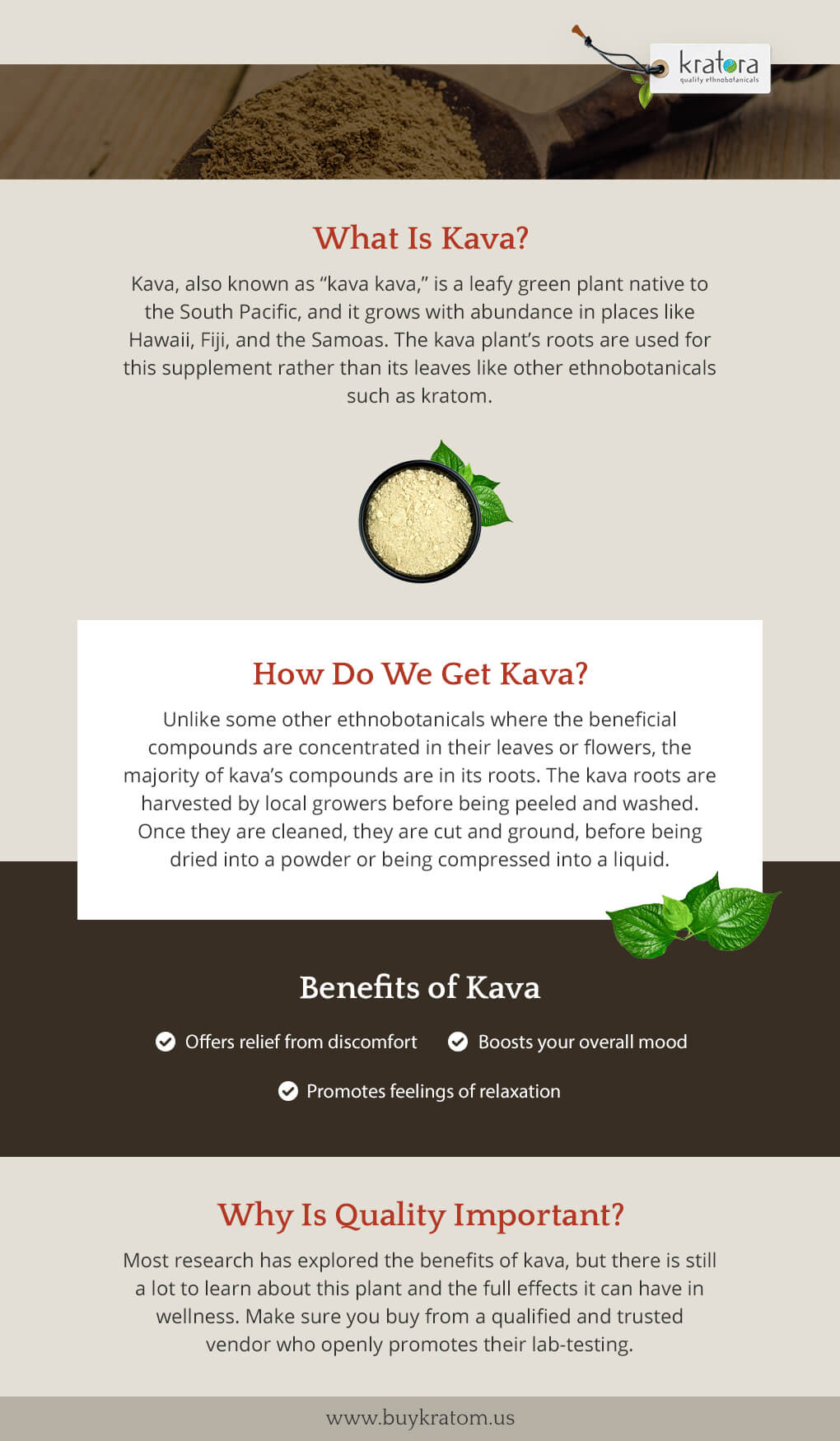 What Is Kava?- infographic with an overview of the kava botanical and why it's important. 