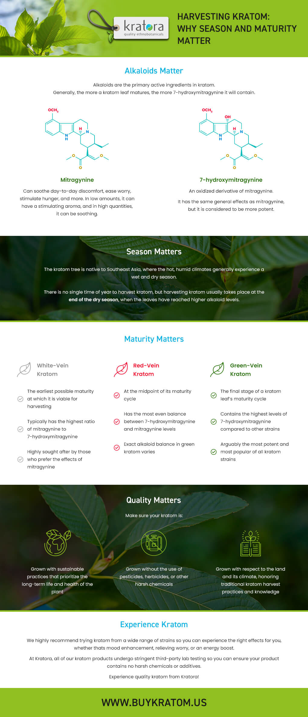 Infographics for Harvesting Kratom-Why Season and Maturity Matter