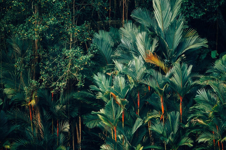 Lush, green tropical jungle foliage.
