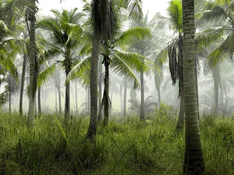 Palm-trees-in-a-jungle