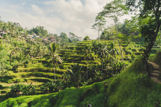 Lush green terraced fields in Indonesia