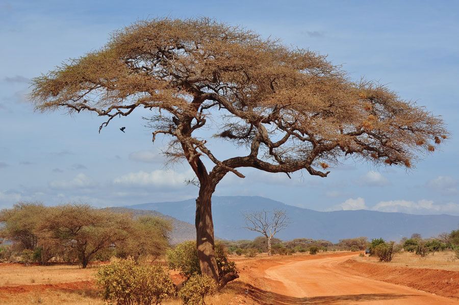 Tree by an African roadside.