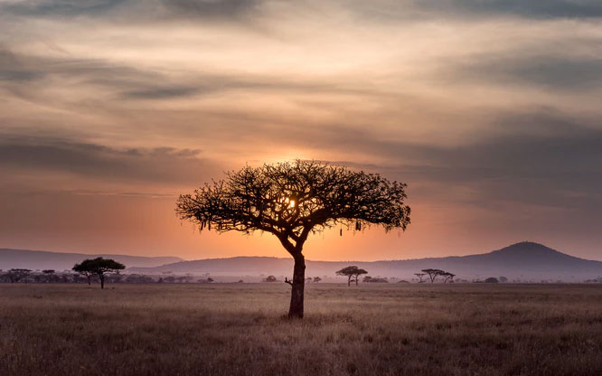 Lone tree stands on African savanna.