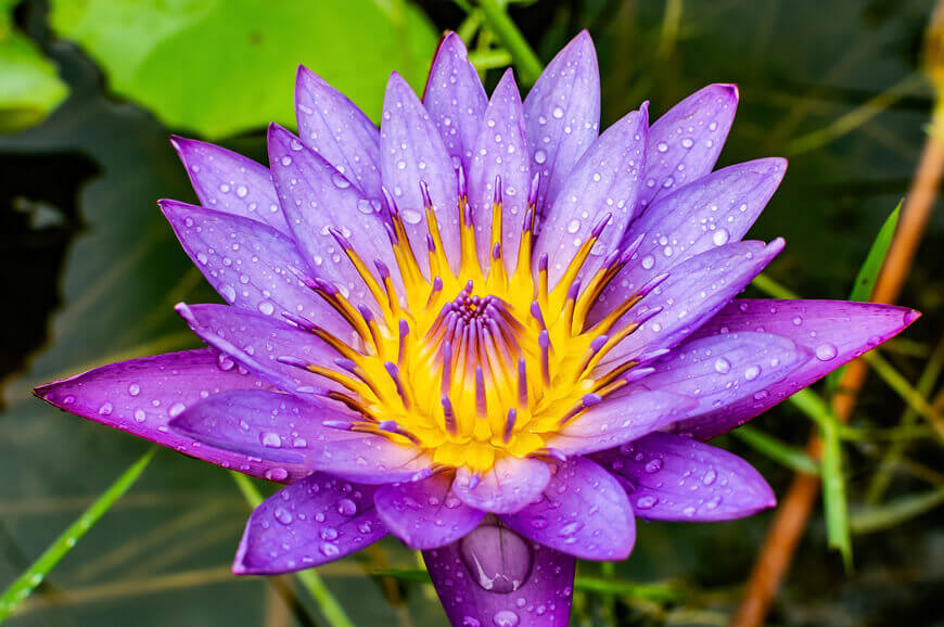 The benefits of blue lotus flowers.