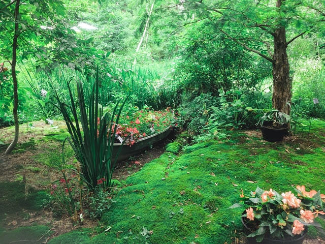 A lush green forest setting with tall grass, flowers, and trees set against a hillside. 