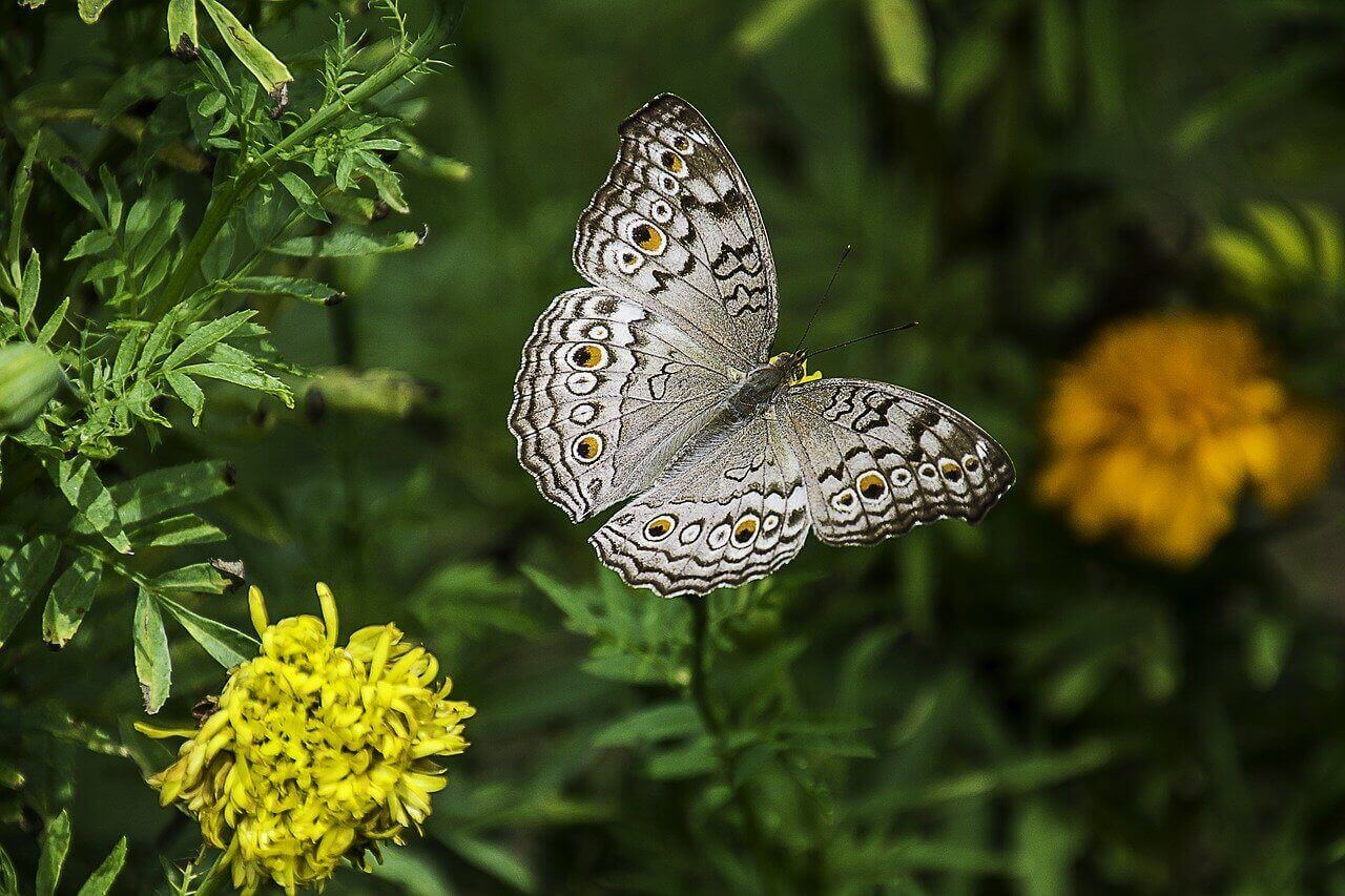 A butterfly sitting atop a plant near yellow flowers.