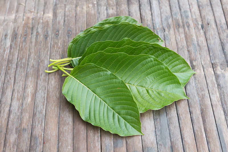 Kratom leaves spread in fan