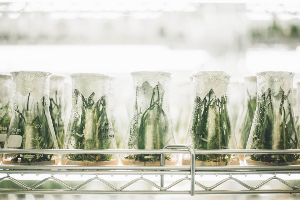 Plants sit in glass testing beakers.