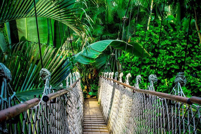 A suspension bridge in the Amazon rainforest.