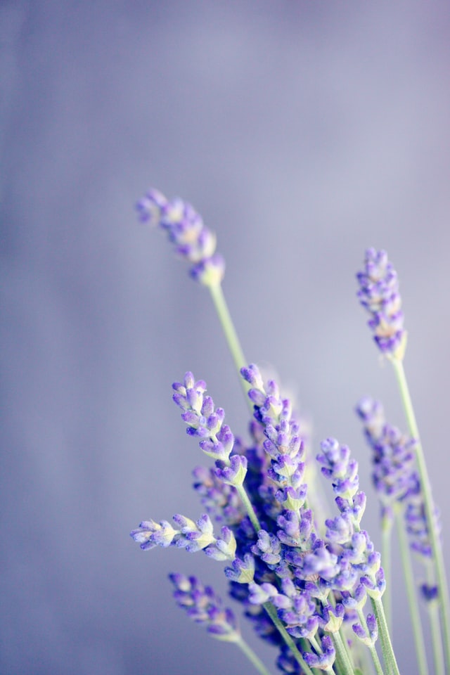 Fresh bundle of lavender against a purplish grey background