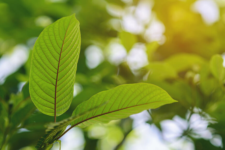 A fresh kratom leaf against a blue sky