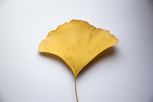 Ginko biloba leaf against a light grey background
