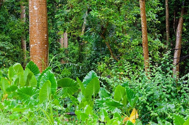 Green leafy jungle vegetation.