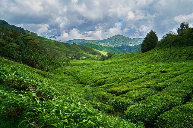 Green jungle landscape in Malaysia