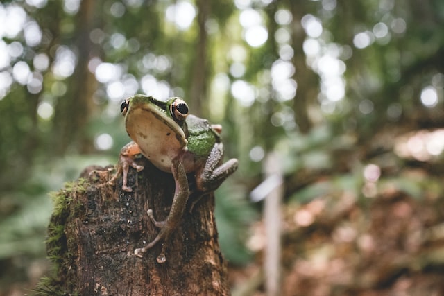A small frog on a tree stump in the Malaysian jungle