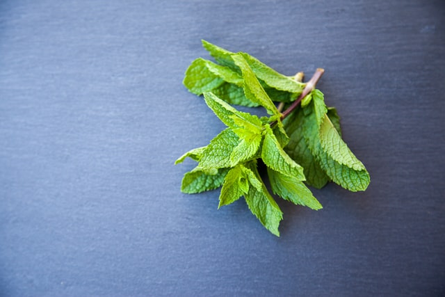 Green mint sprig against a grey background