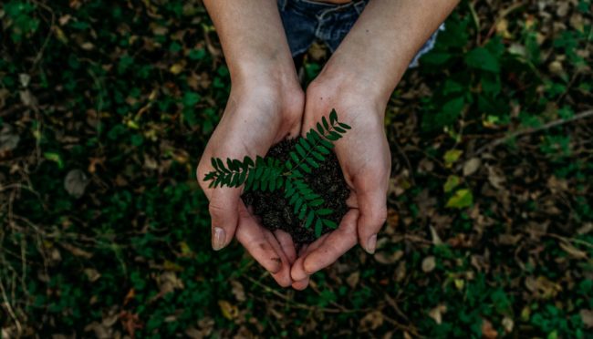 hands holding a seedling