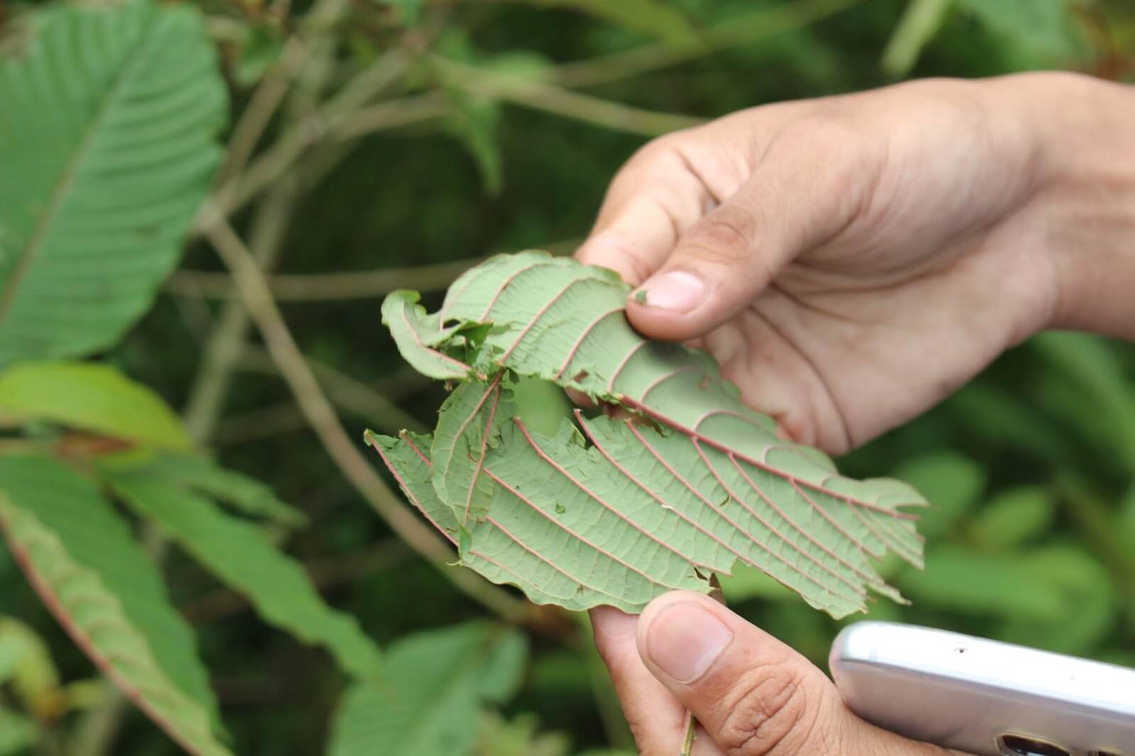 Hands holding a kratom leaf, showing the veins.