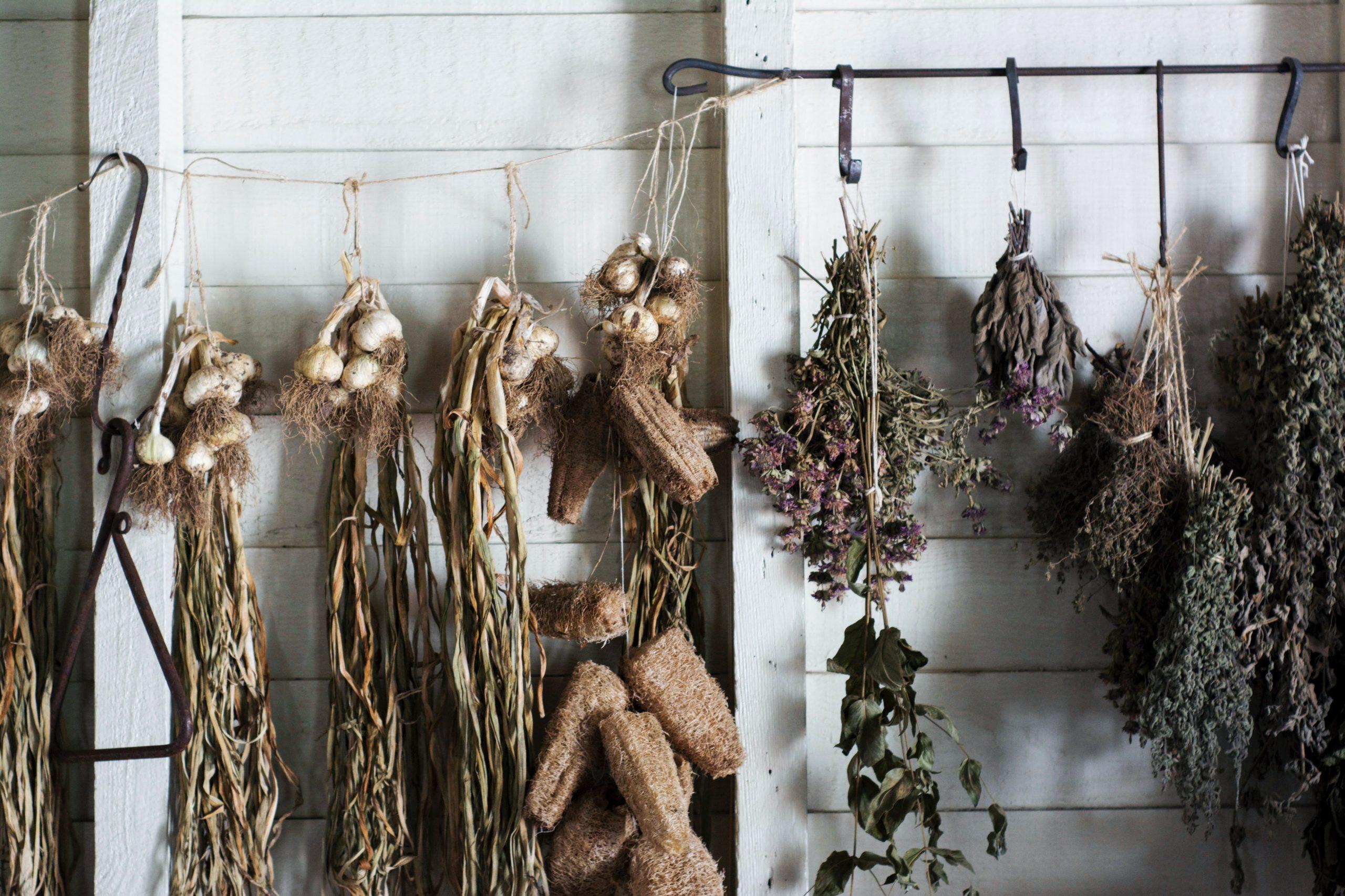 dried herbs hanging from strings against a white wall