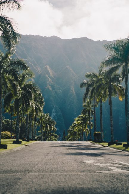 street lined with palm trees in Hawaii