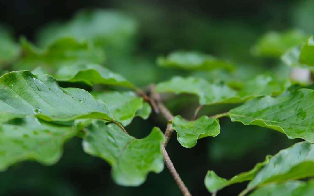 The History of Kratom