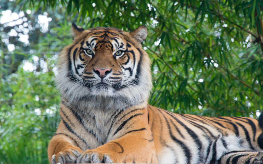 A Sumatran tiger posing on a tree branch in the jungle.
