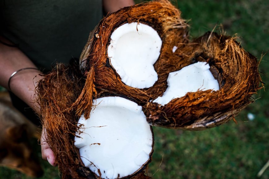 A person holding three open coconut halves, showing the white flesh inside.