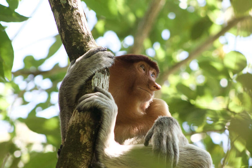 A native Malaysian monkey at the Bako National Park, Kuching, Malaysia.