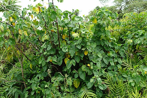 kava kava plant growing in the wild