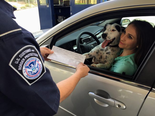 Woman in car with dog encountering border control agent