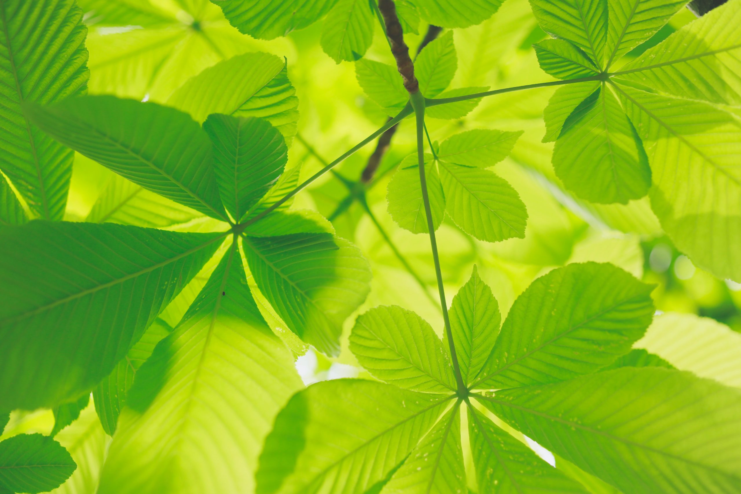 close up image of kratom leaves