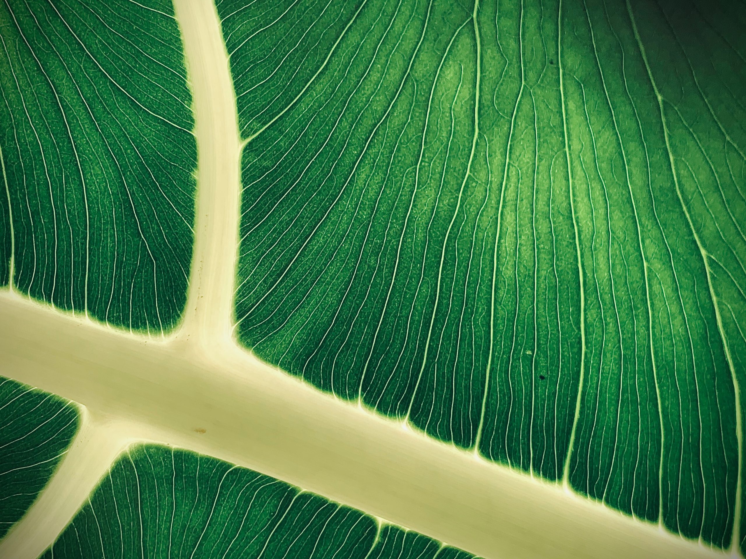 close up image of a white vein kratom leaf