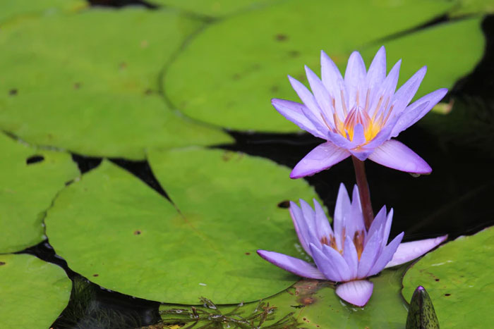Two blue lotus flowers rising from a pond with lily pads.
