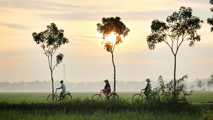 Three people ride their bikes across a rice field in Asia.