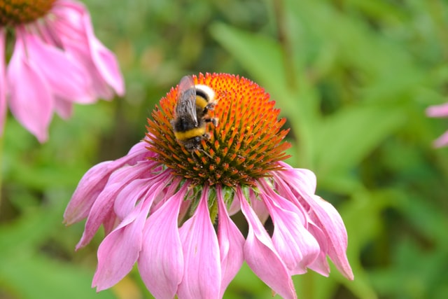 Purple flower being pollinated by a honey bee.