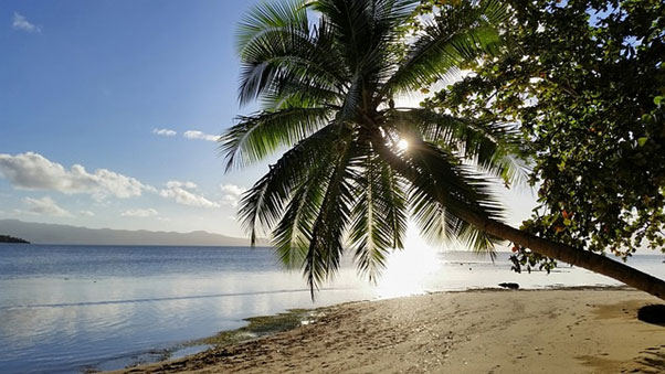 A palm tree extending out over a sandy beach in Fiji.