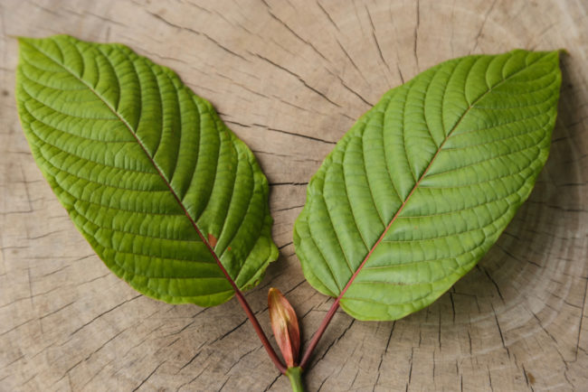 Two kratom leaves on a piece of wood