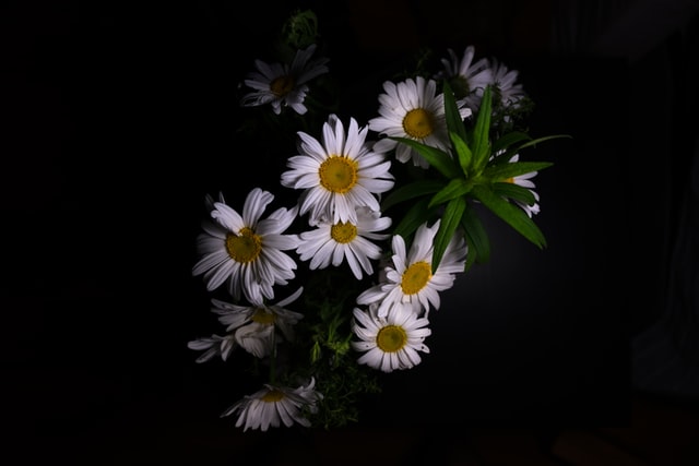 White flowers with yellow centers against a black background