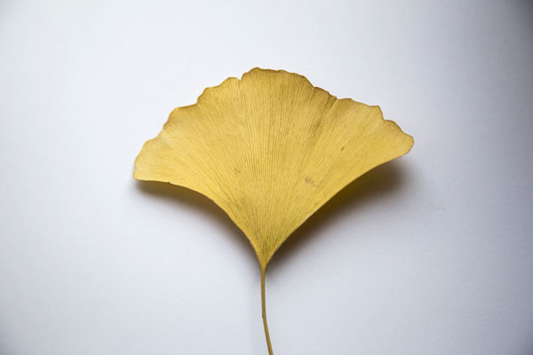 A Ginkgo Biloba leaf modeled as an example of the best kratom alternatives.